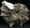 Large Mammites Ammonite - Goulmima, Morocco #27362-4